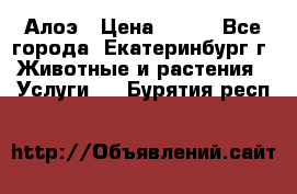 Алоэ › Цена ­ 150 - Все города, Екатеринбург г. Животные и растения » Услуги   . Бурятия респ.